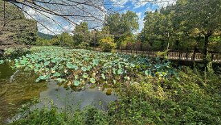 Ogura Pond - Kyoto Japon 2025