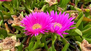 Carpobrotus - Rocce Rosse - Arbatax null