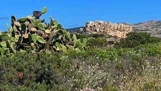 Giardinelli - La Maddalena null