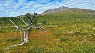 Kaitumjaure - Singi null
