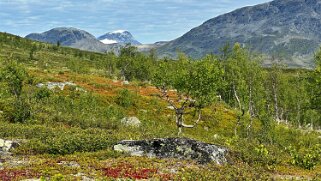 Kaitumjaure - Singi null