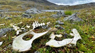 Vistasstugan - Alesjaure null