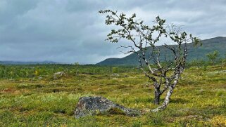Alesjaure - Abiskojaurestugorna null