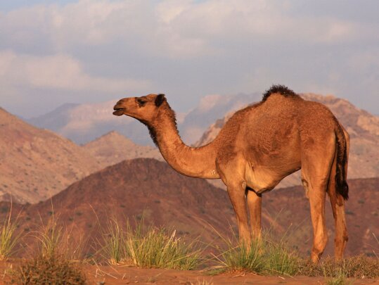 Sultanat d'Oman 2011 Oman