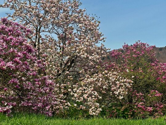 Fleurs Fleurs du monde