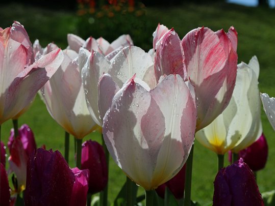 Fleurs Fleurs du monde