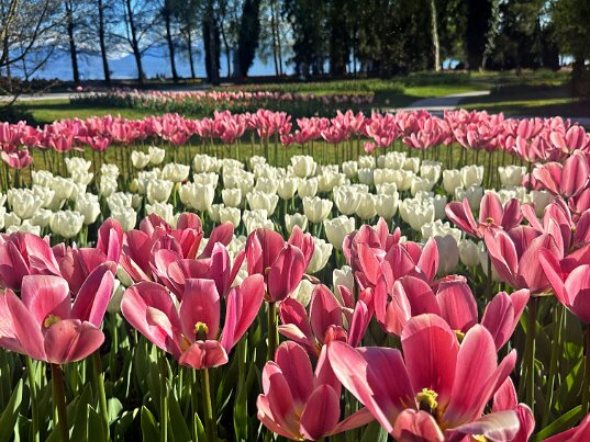 Fleurs Fleurs du monde